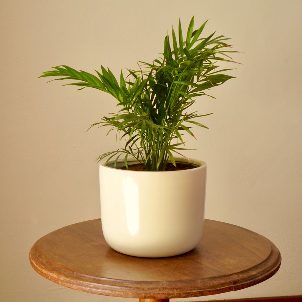 Chamaedorea elegans  - Palmier des montagnes, Palmier nain d'appartement