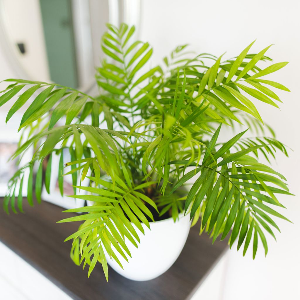 Chamaedorea elegans  - Palmier des montagnes, Palmier nain d'appartement