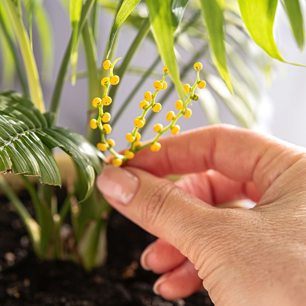 Chamaedorea elegans  - Palmier des montagnes, Palmier nain d'appartement