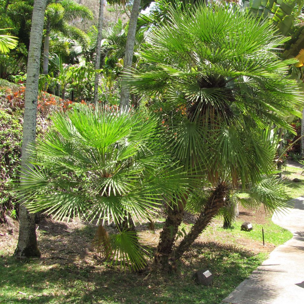 Chamaerops humilis - Dwarf Palm