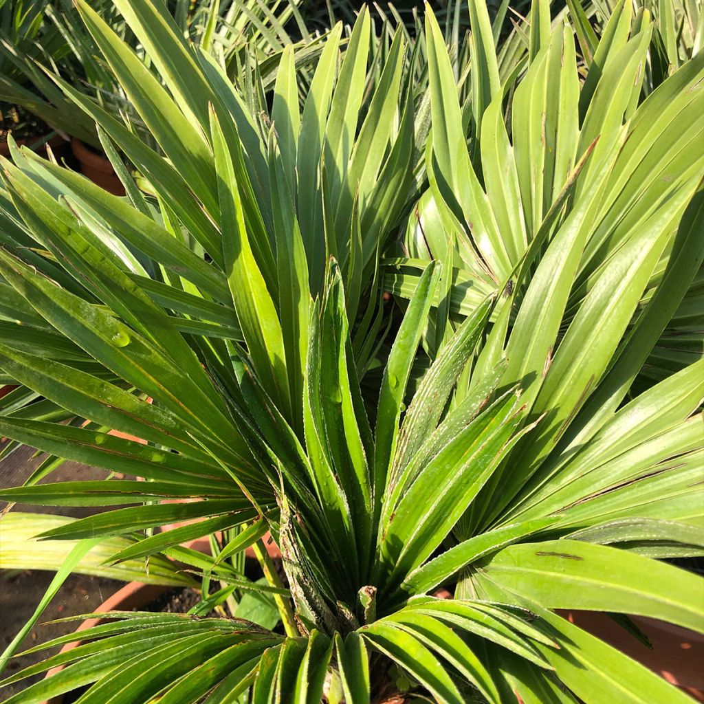 Chamaerops humilis Vulcano - Dwarf Fan Palm
