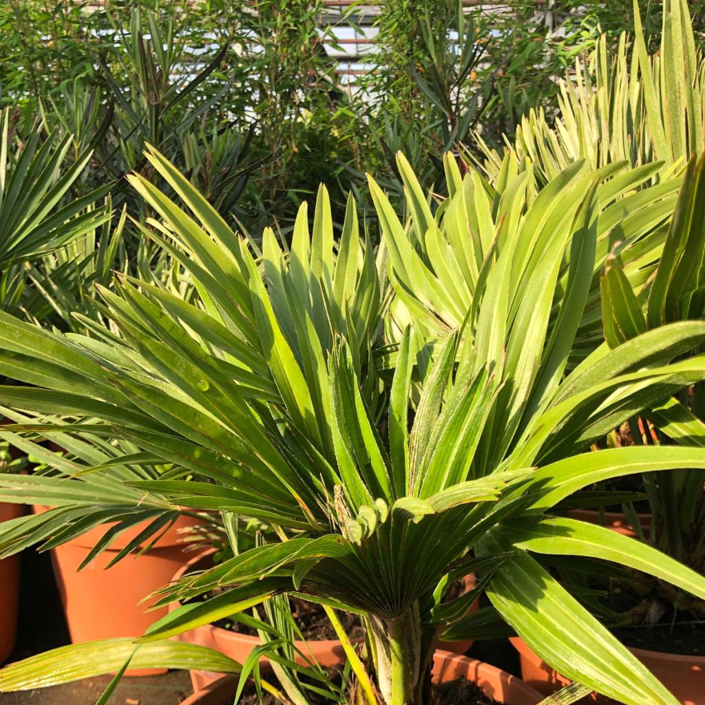 Chamaerops humilis Vulcano - Dwarf Fan Palm