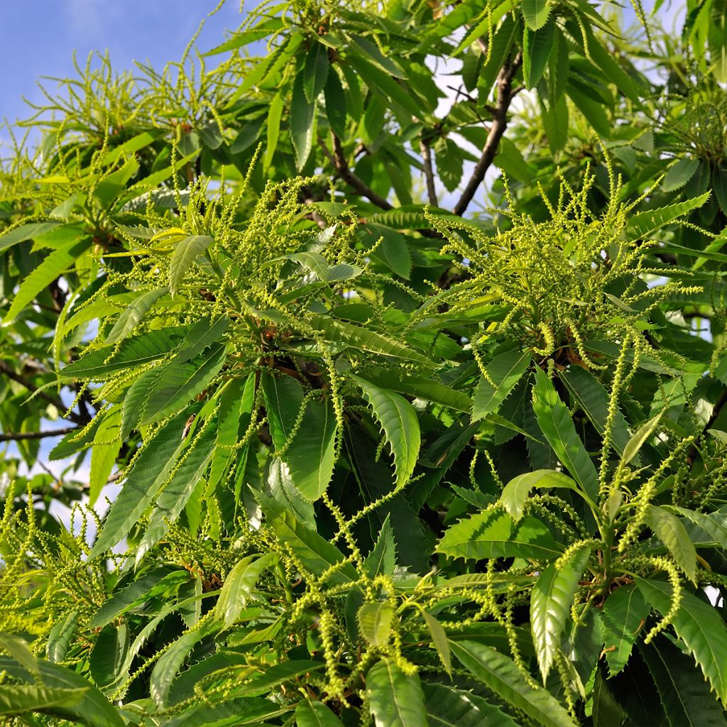 Chestnut Marlhac - Castanea sativa