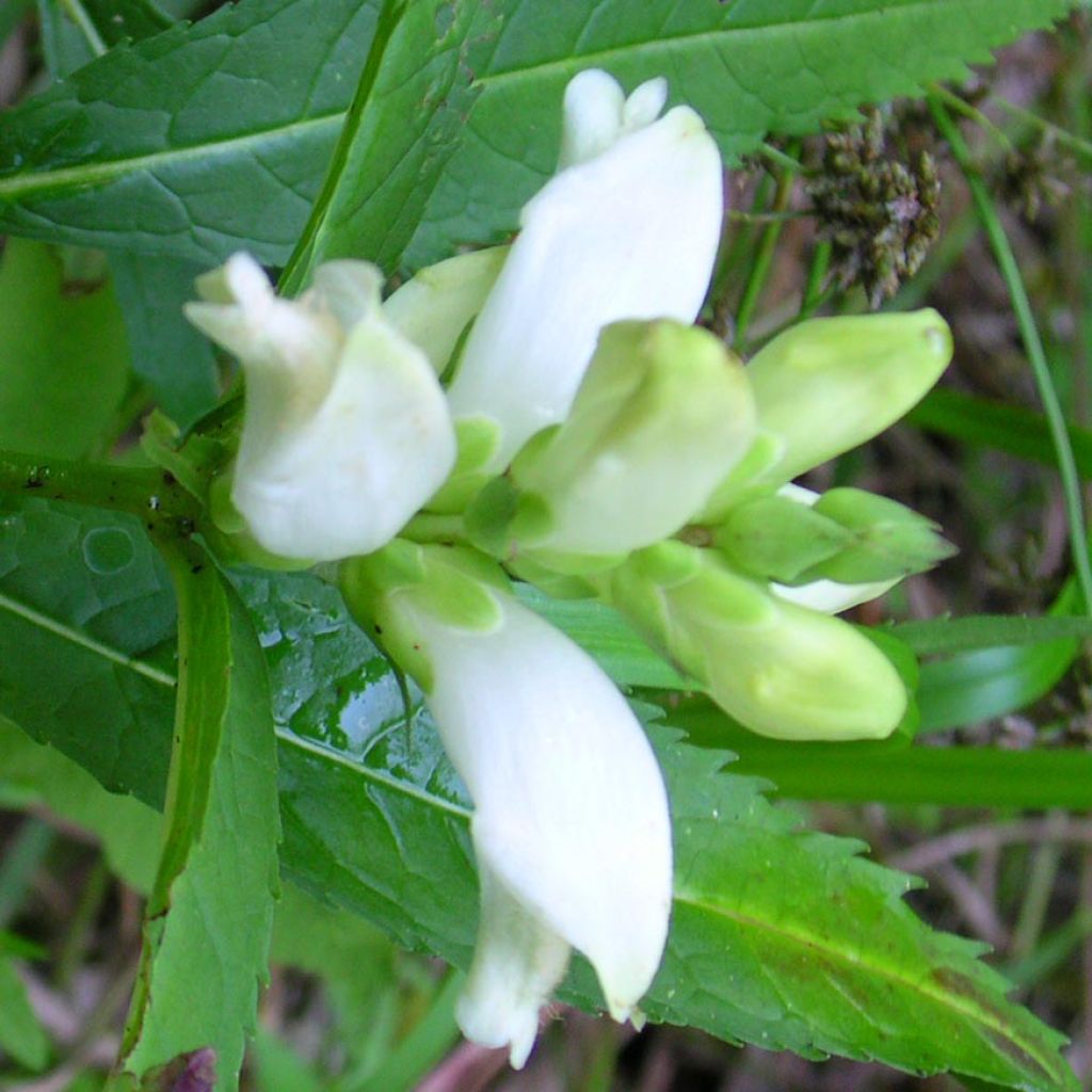 Chelone glabra