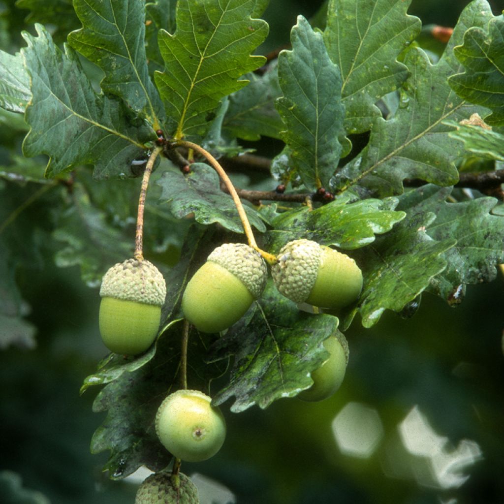 English Oak - Quercus robur