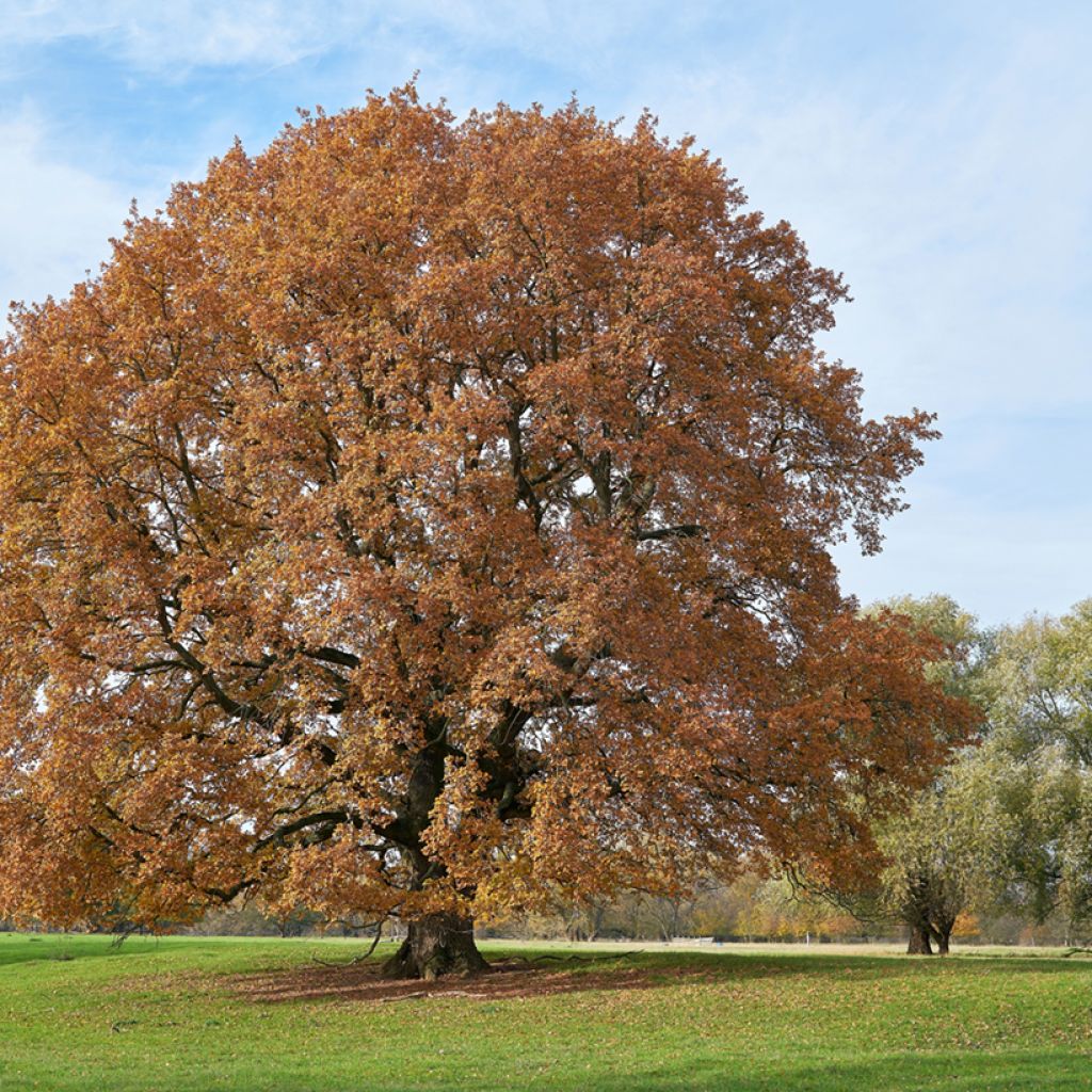 English Oak - Quercus robur