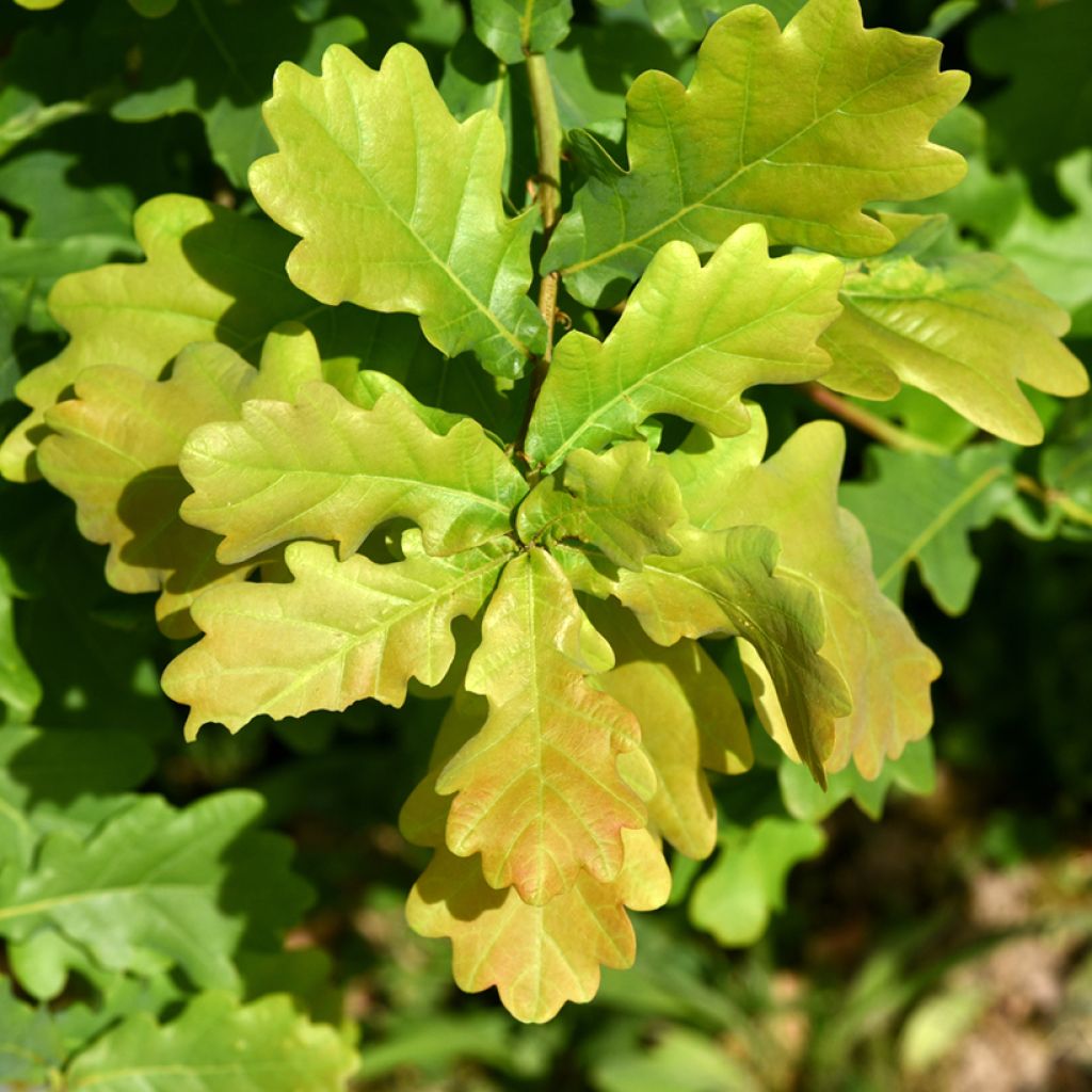 English Oak - Quercus robur