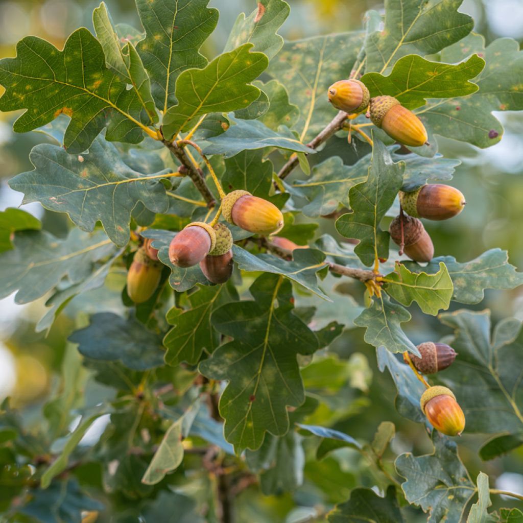 English Oak - Quercus robur