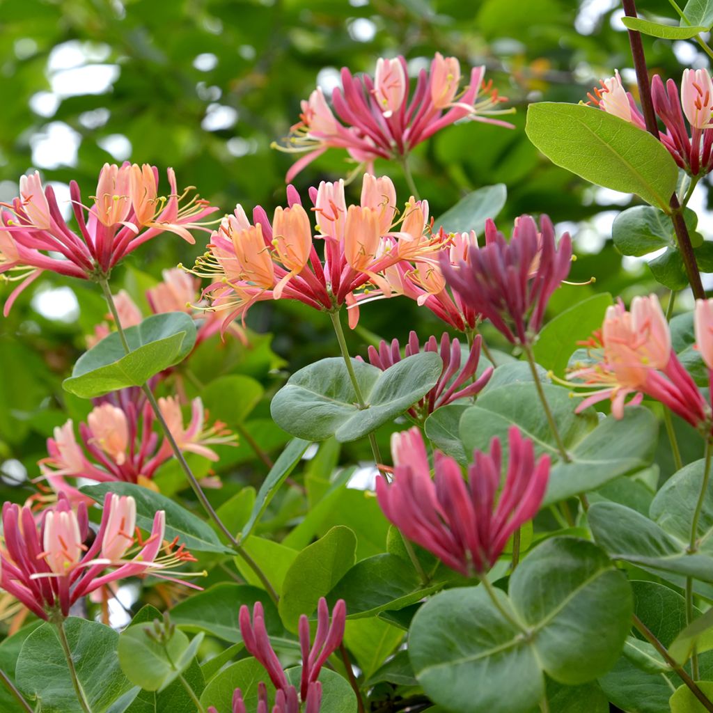 Lonicera x heckrottii