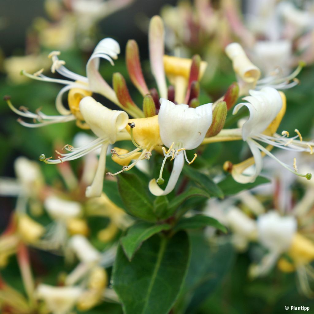 Chèvrefeuille hybride - Lonicera Blond & Beyond (Honey Baby)
