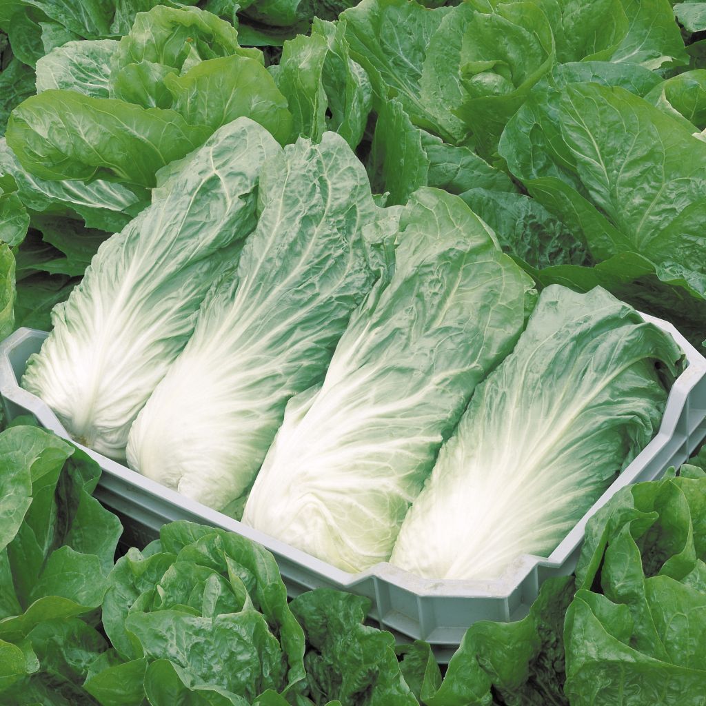 Sugarloaf Chicory Ankor