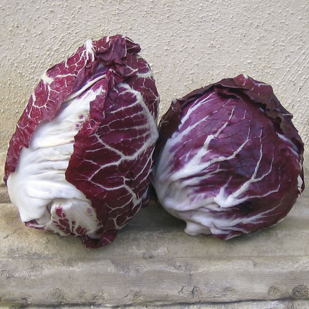 Chicory (Radicchio) Rossa di Verona