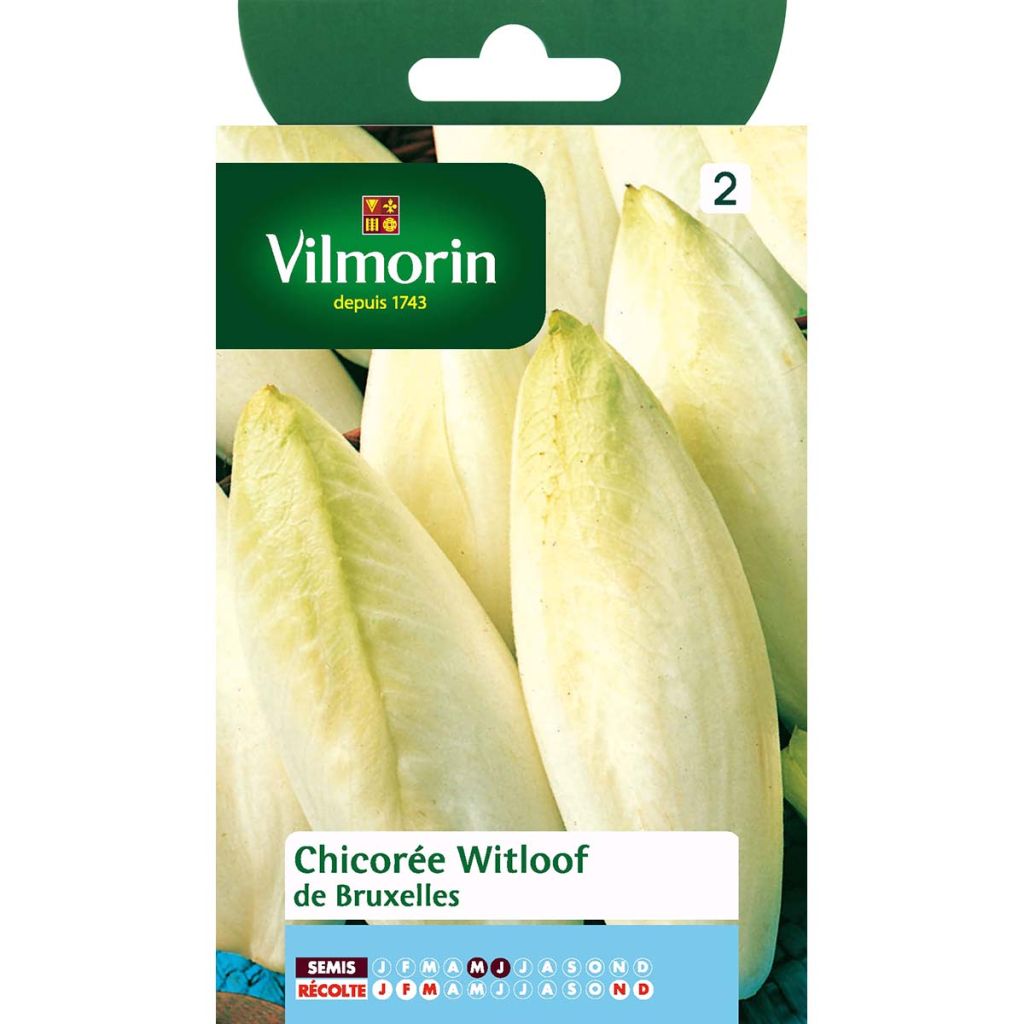 Chicort De Bruxelles - Cichorium intybus