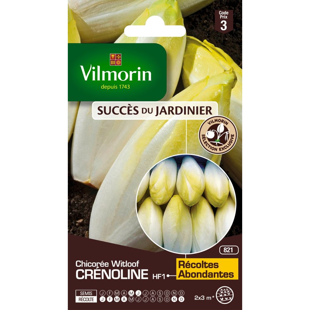 Witloof Chicory Crénoline F1 - Vilmorin Seeds
