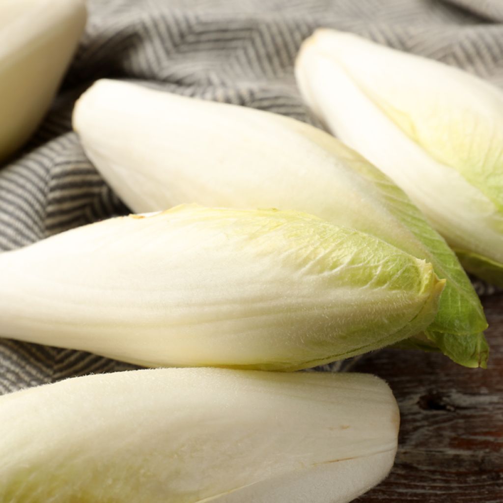 Chicory Witloof Flash F1 seeds - Cichorium intybus