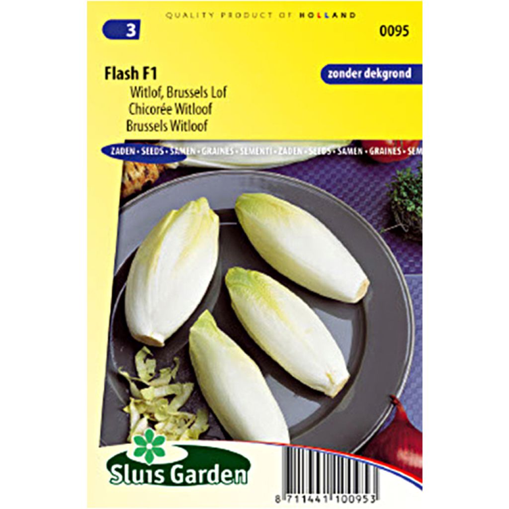 Chicory Witloof Flash F1 seeds - Cichorium intybus