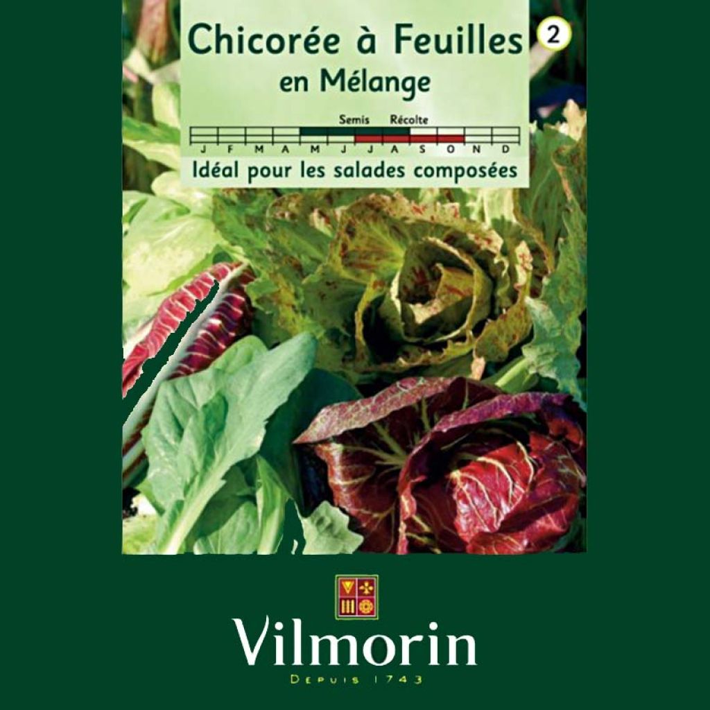 Leaf Chicory Seed Mix - Vilmorin seeds