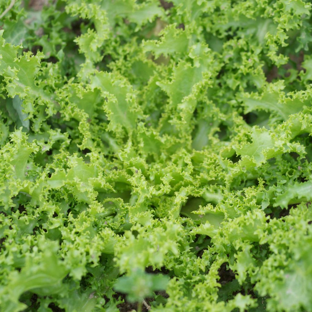 Curly Endive Despa - Cichorium endivia