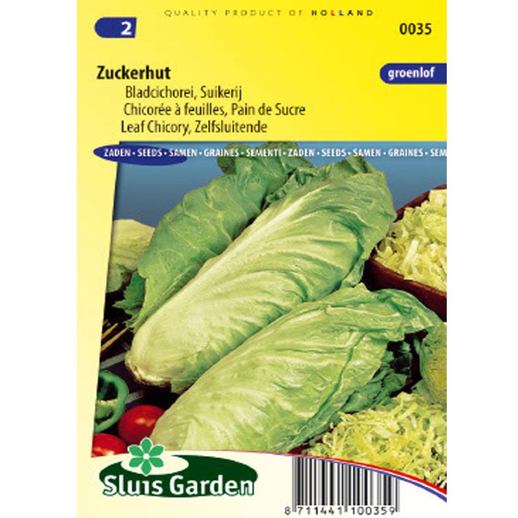 Sugarloaf Chicory