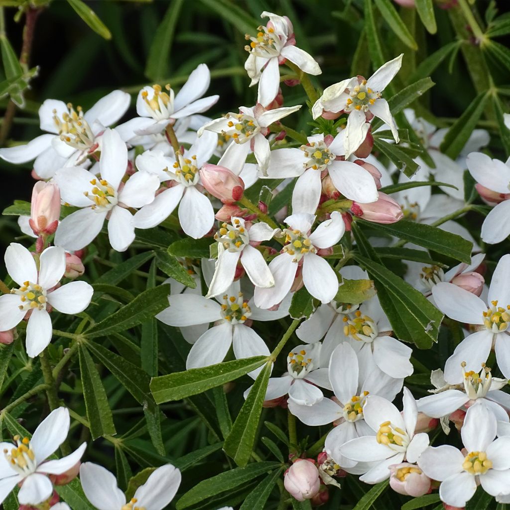 Choisya Aztec Pearl - Mexican Orange Blossom