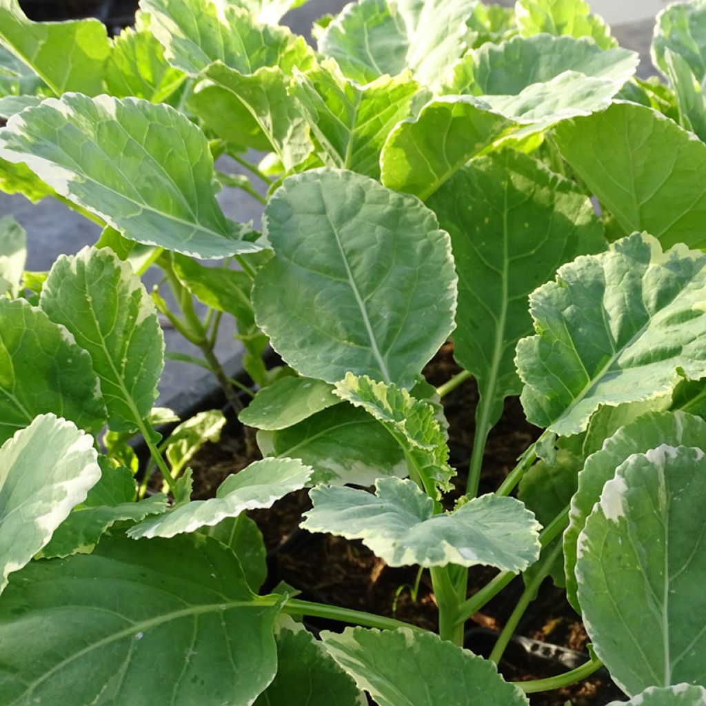 Organic variegated Perennial Cabbage Daubenton Popof - Brassica oleracea