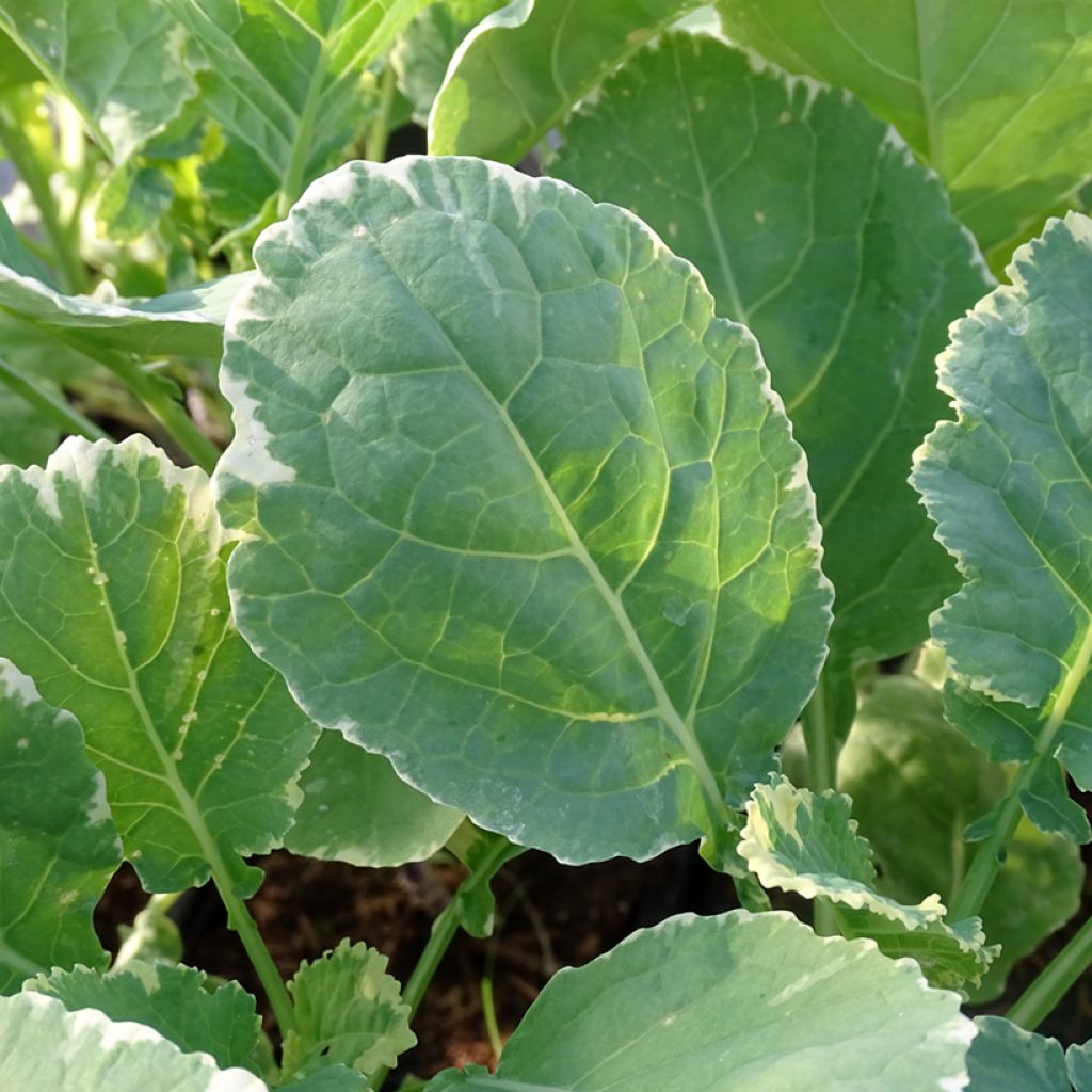 Organic variegated Perennial Cabbage Daubenton Popof - Brassica oleracea
