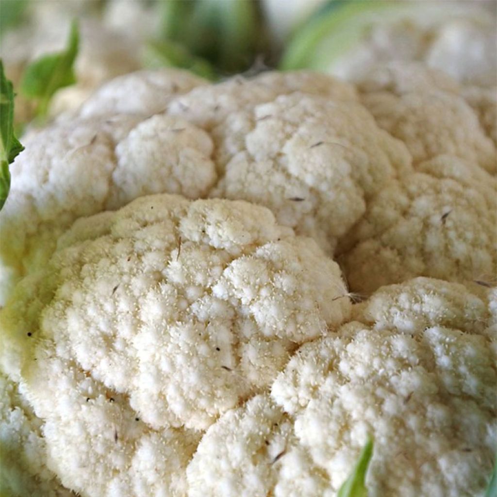 Cauliflower Snowball