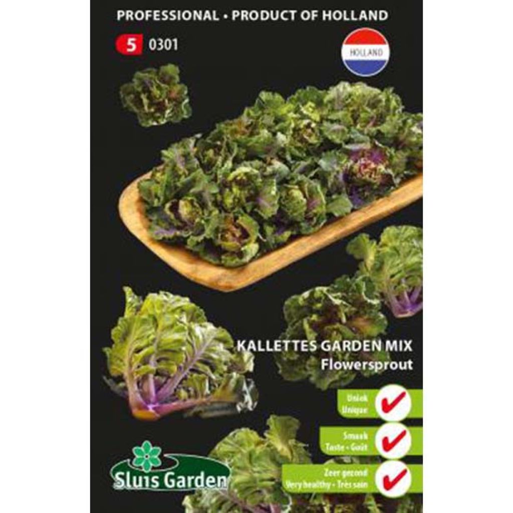 Brassica oleracea gemmifera seeds - Kalettes Garden Mix