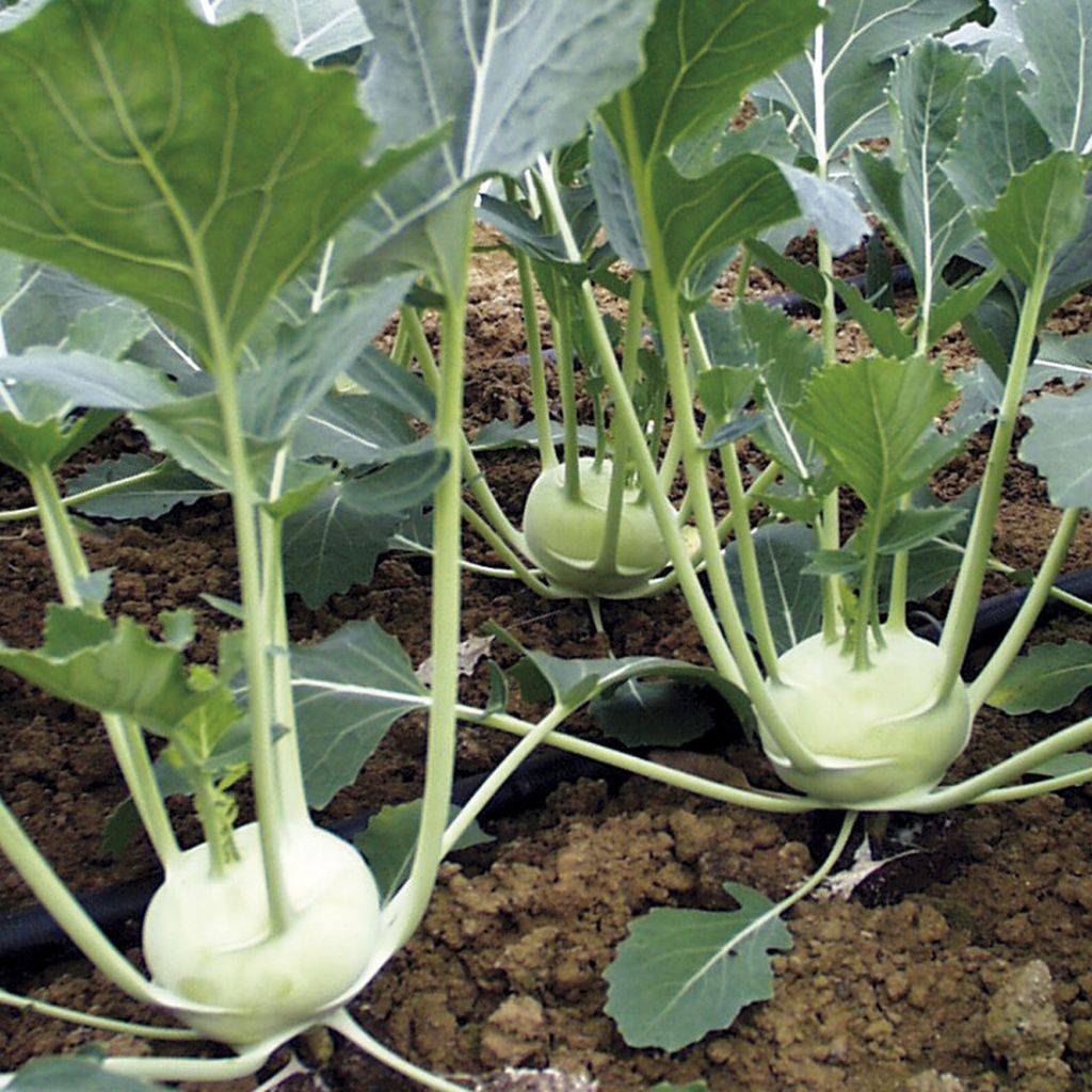 Kohlrabi Noriko