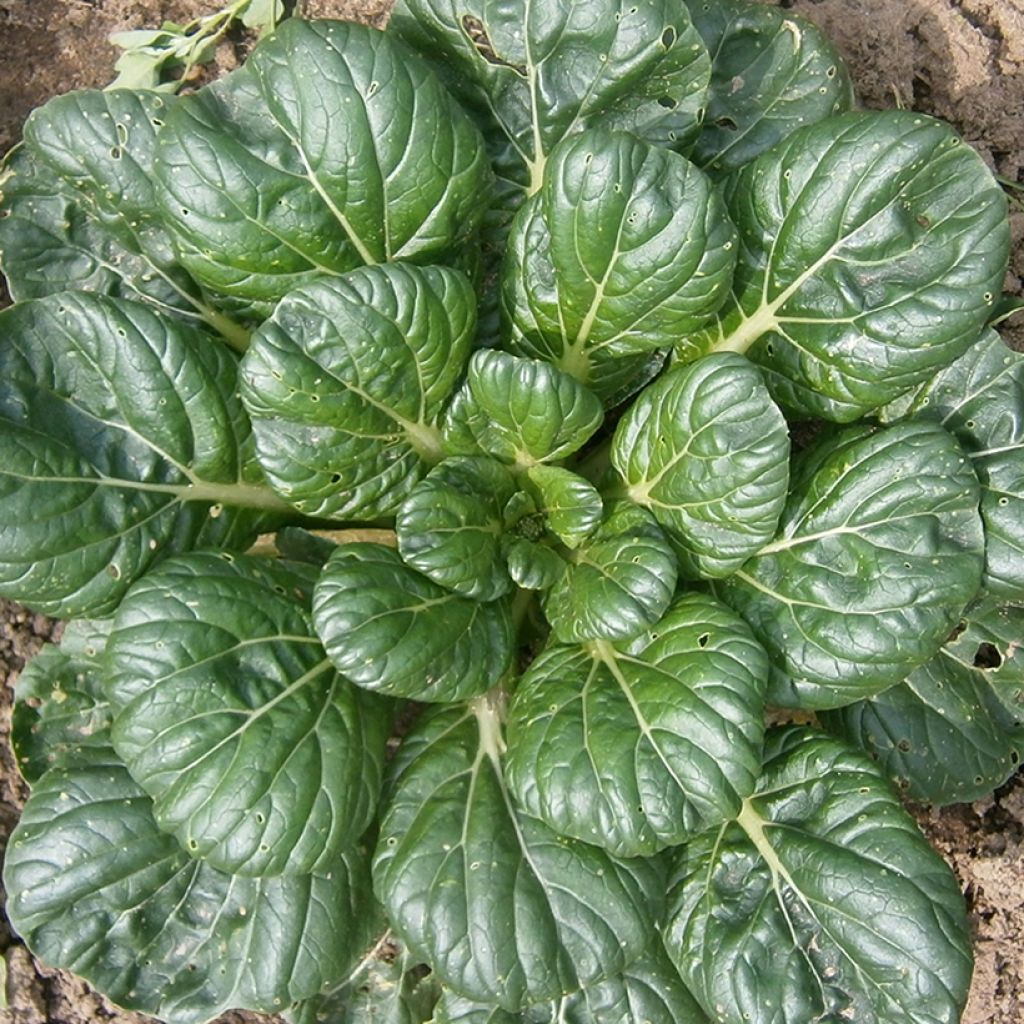 Tah Tsai Rosette pak choi - Brassica rapa var. rosularis