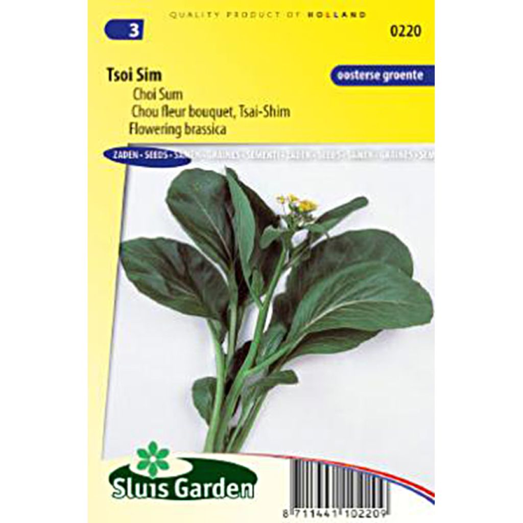 Chinese Cabbage Tsai Shim - Brassica parachinensis