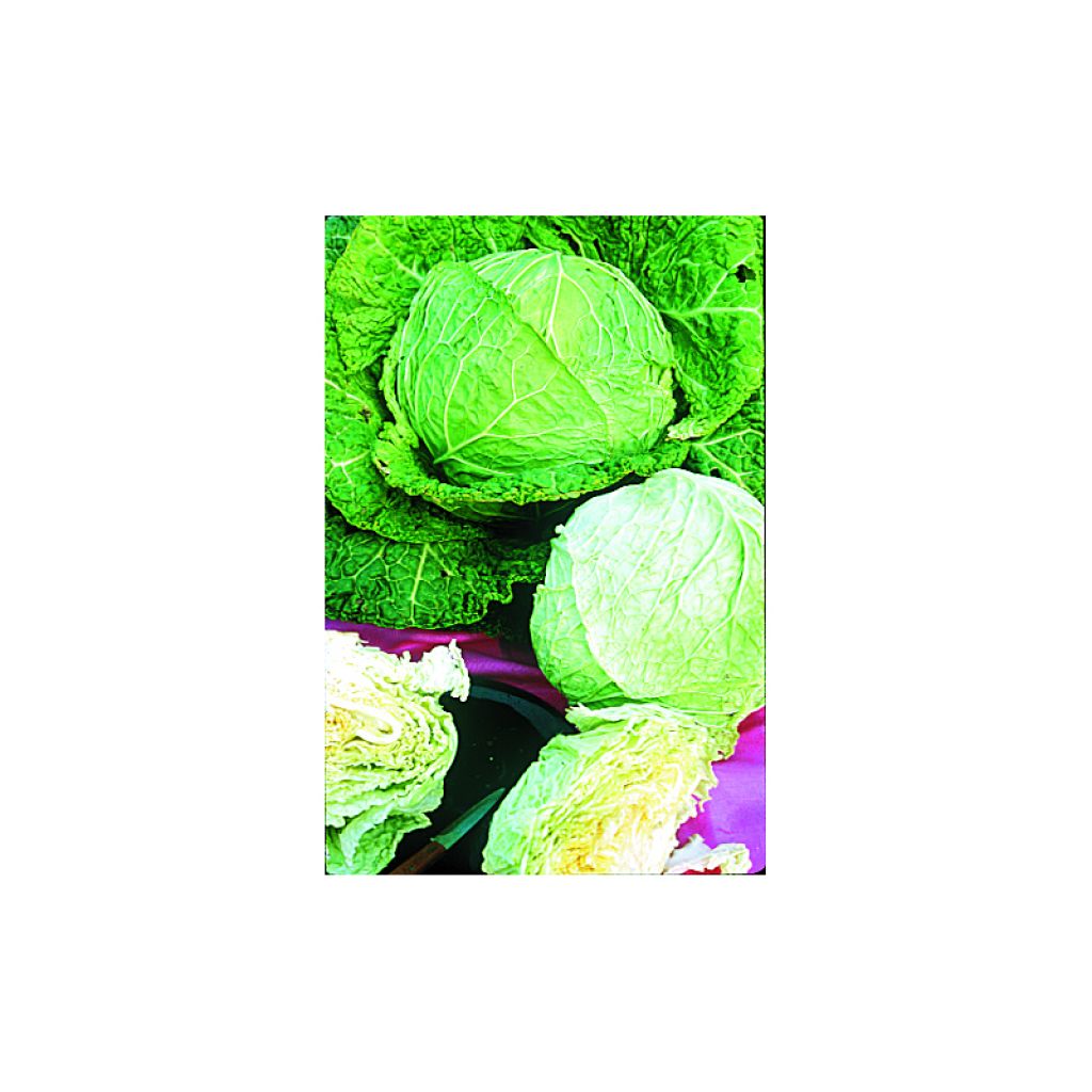 Cabbage Gros des Vertus - Brassica oleracea sabauda