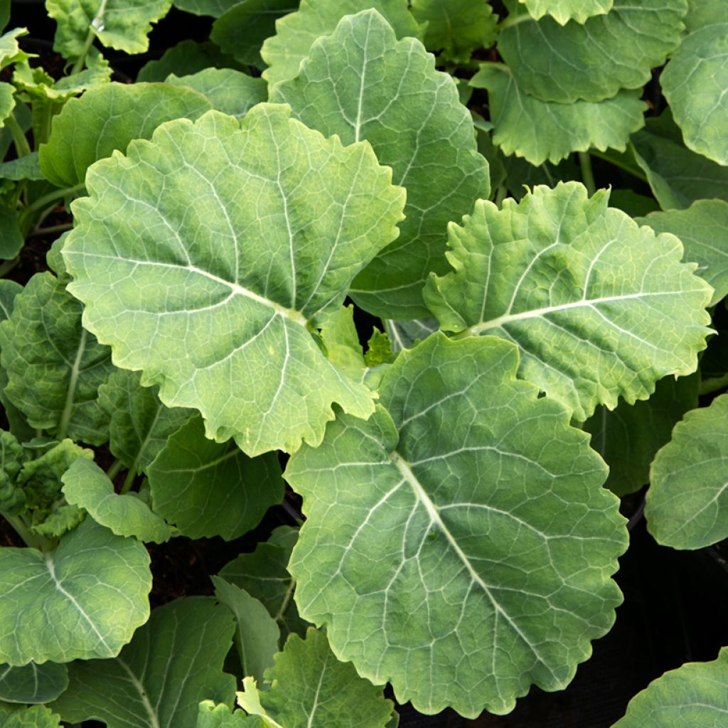 Daubenton's green Perpetual Cabbage - Brassica oleracea var. ramosa