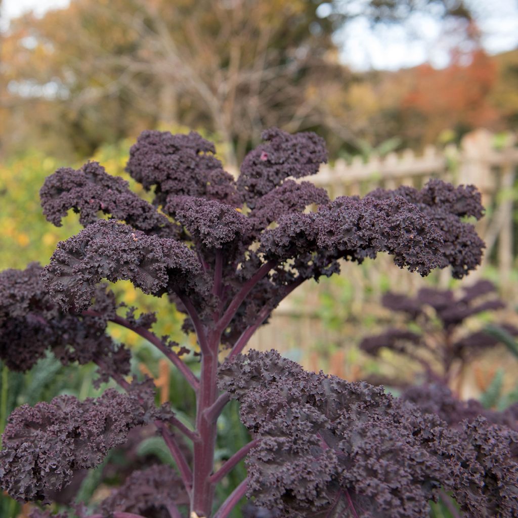 Curly Kale Scarlet