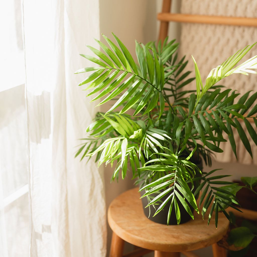 Chrysalidocarpus lutescens  - Aréca des fleuristes, Palmiste multipliant, Palmier d'Arec