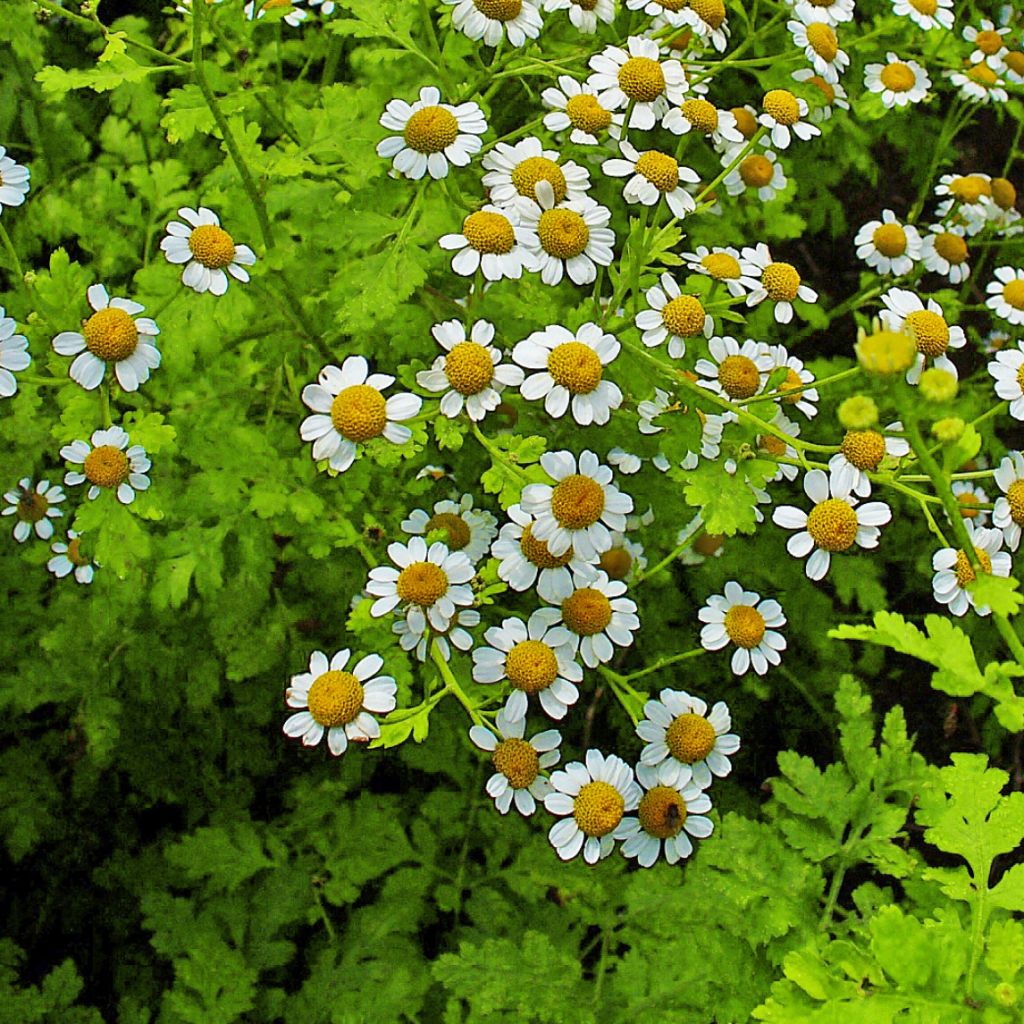 Chrysanthemum parthenium Aureum
