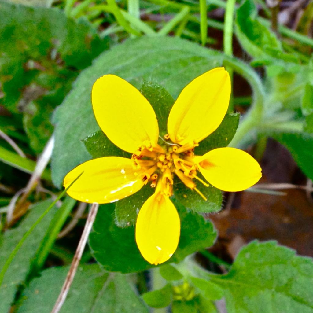Chrysogonum virginianum