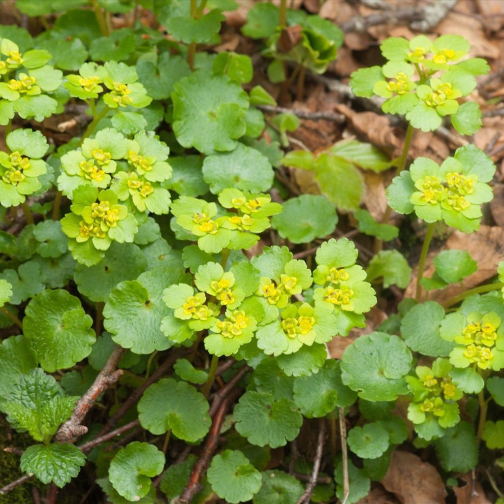 Chrysosplenium alternifolium