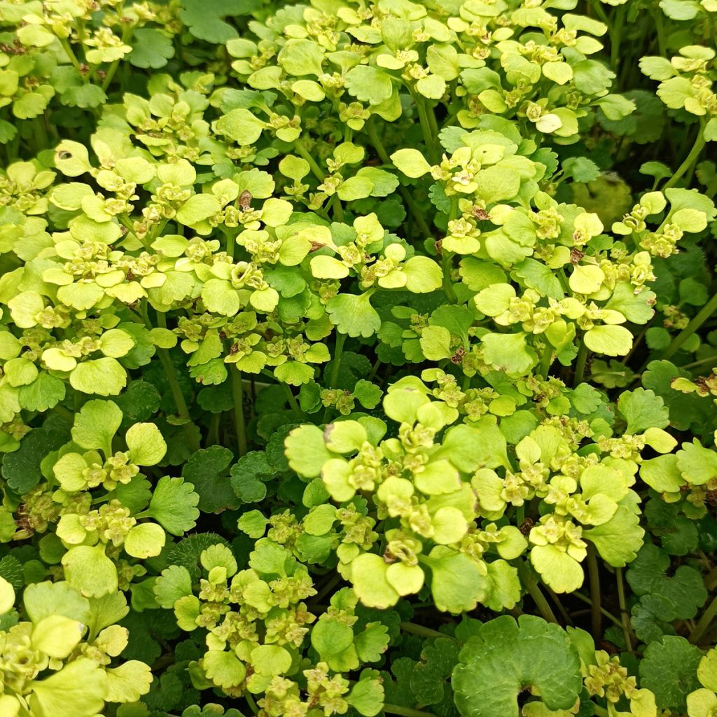 Chrysosplenium alternifolium