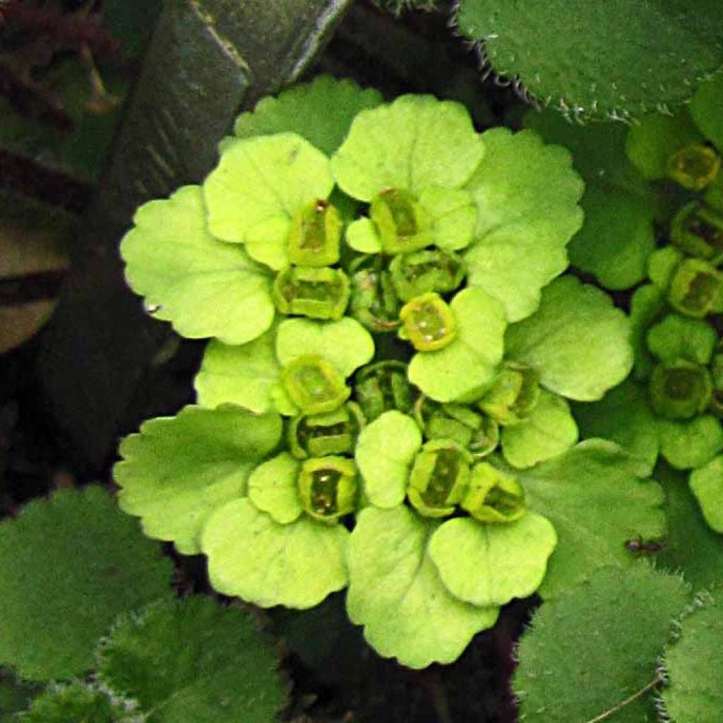 Chrysosplenium davidianum