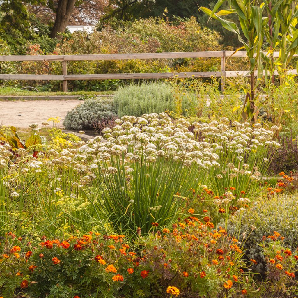 Allium ramosum