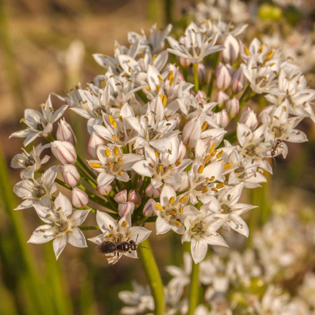 Allium ramosum