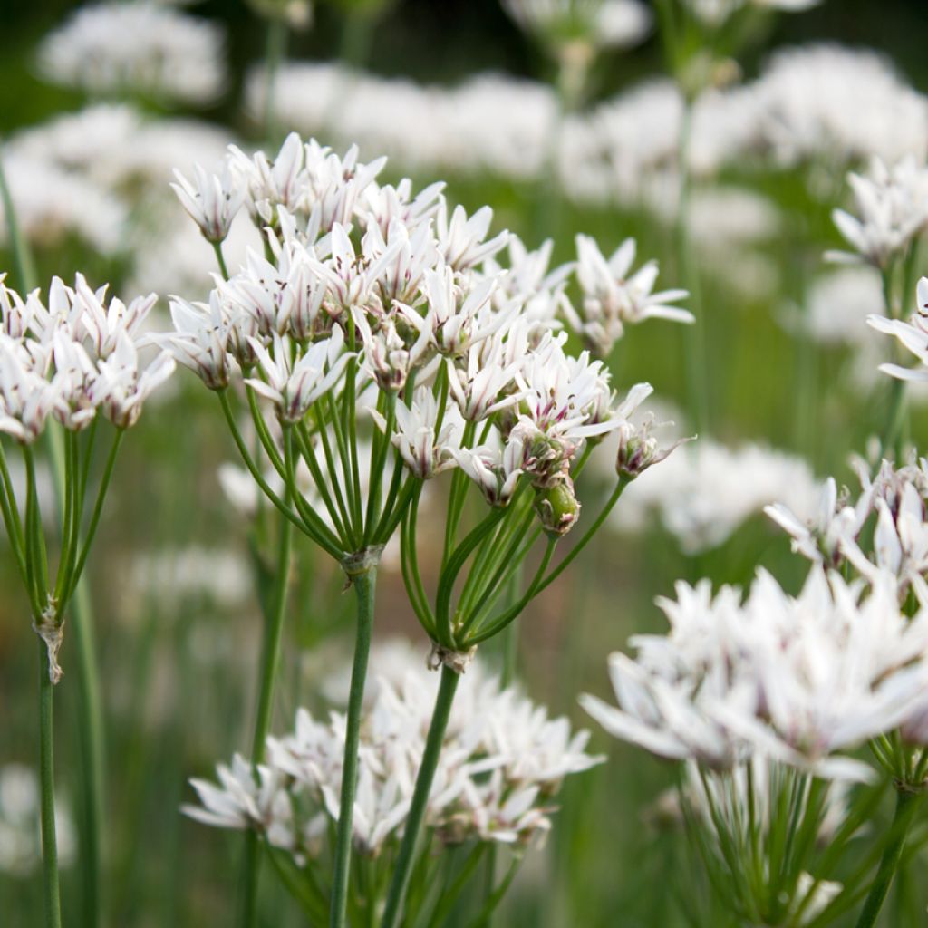 Allium ramosum