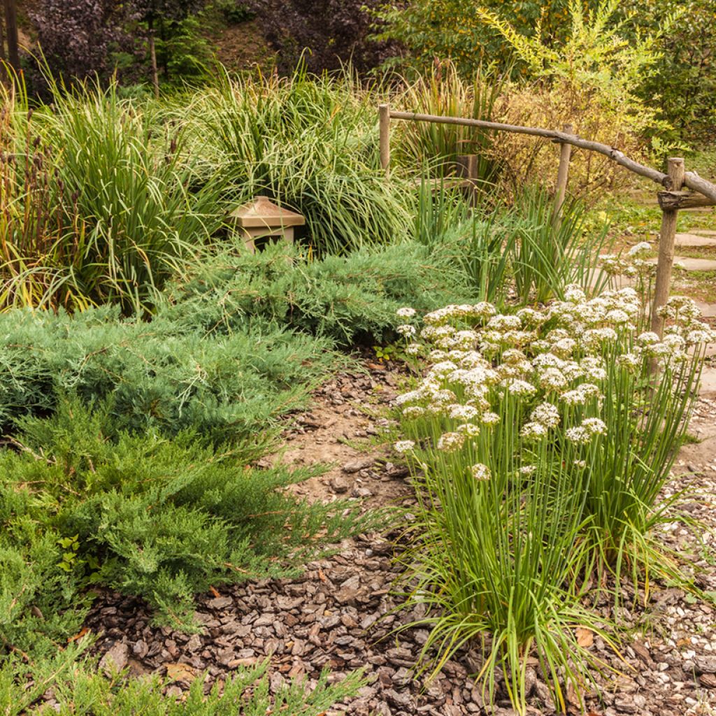 Allium ramosum