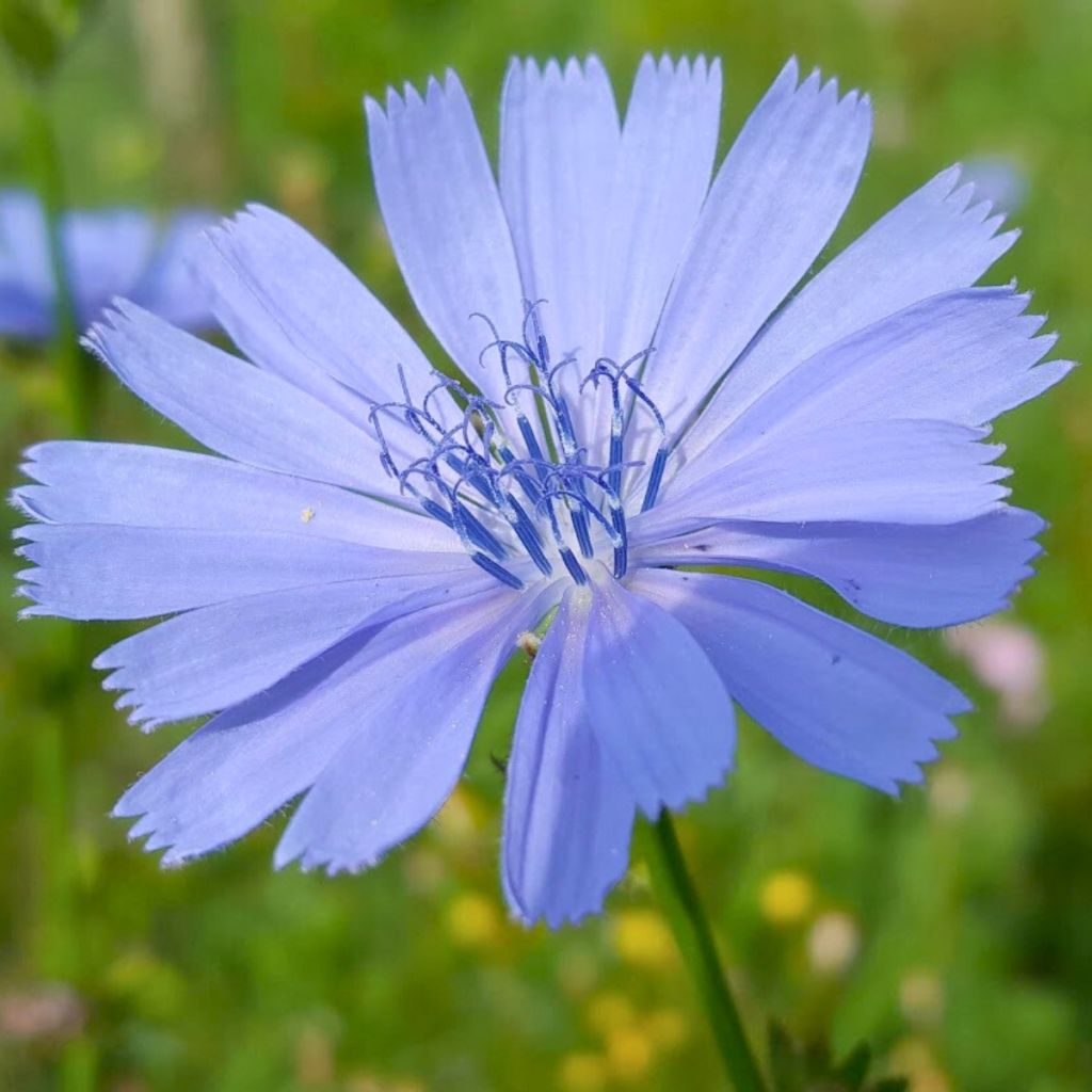 Cichorium intybus - Chicory