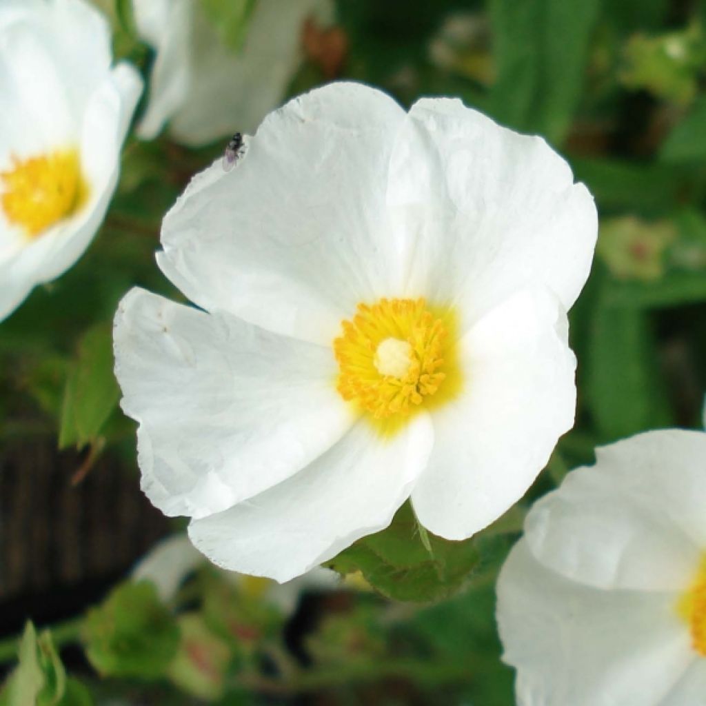 Cistus monspeliensis - Montpelier Rockrose