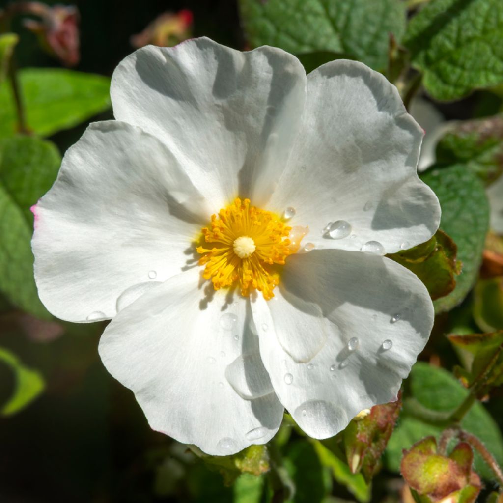 Cistus x corbariensis - Rockrose