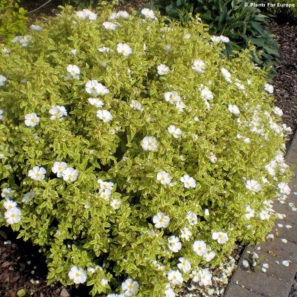 Cistus Little Miss Sunshine - Rockrose