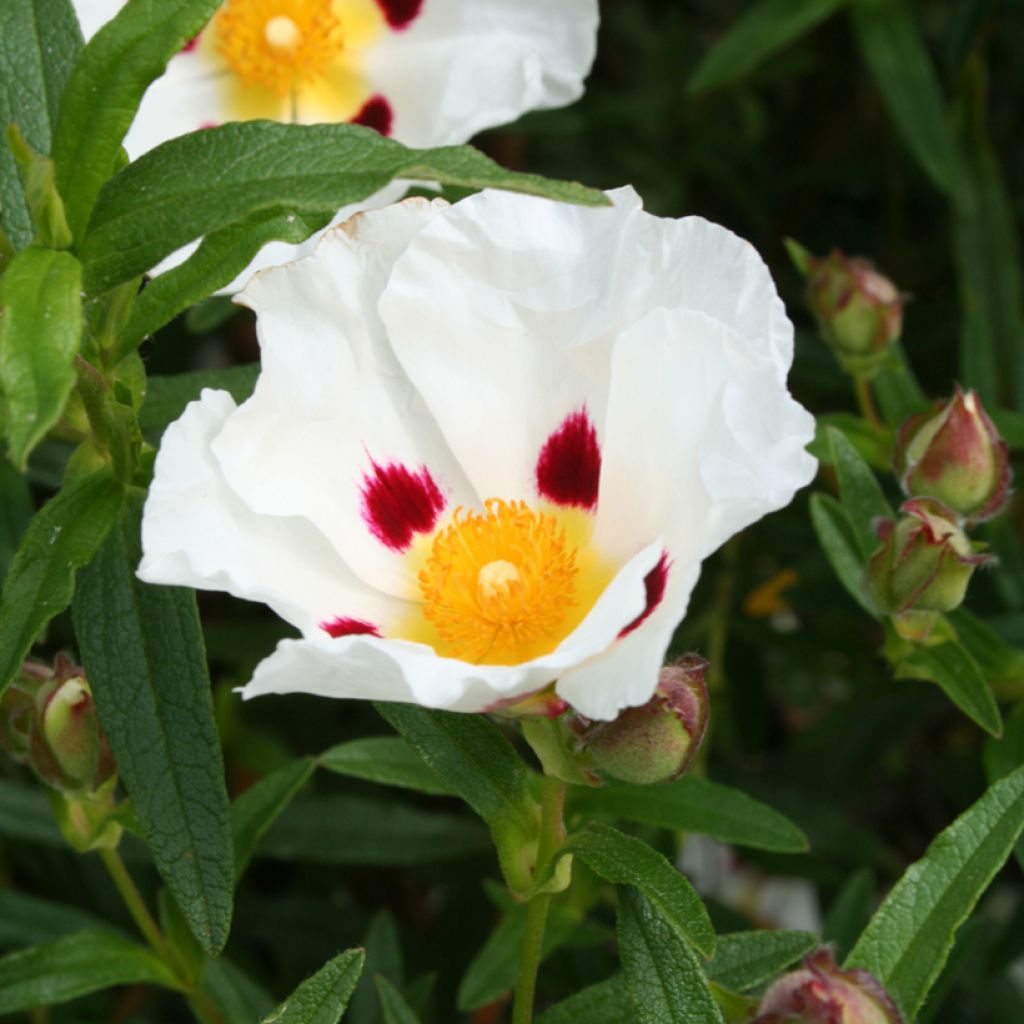 Cistus x dansereaui Jenkyn Place - Rock rose