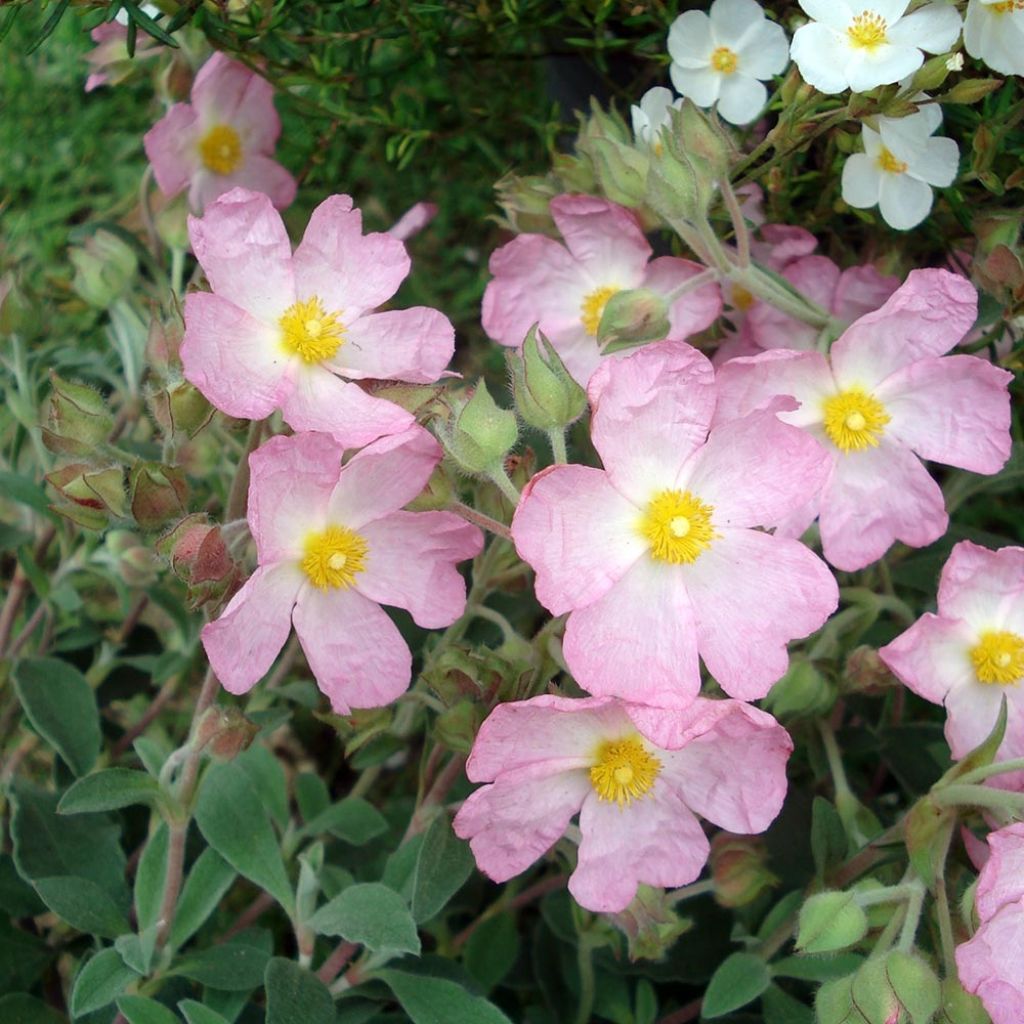 Cistus x argenteus Silver Pink - Rockrose